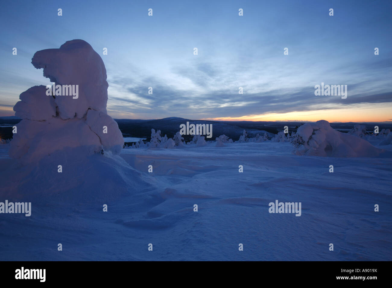 Frozen pine trees on top of Levi fell in Lapland's Arctic nature Stock