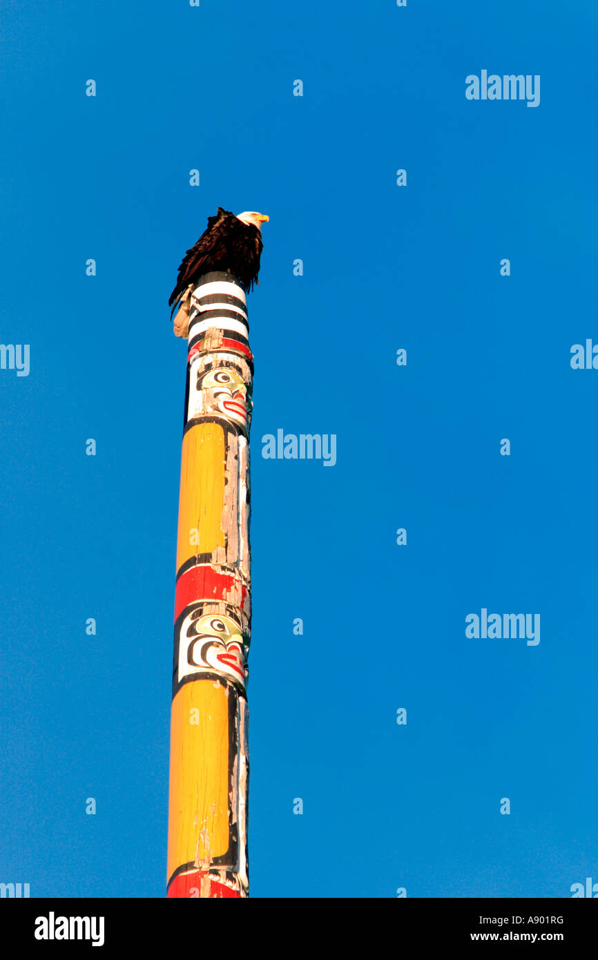 Bald eagle on top of a totem pole in Beacon Hill Park in Victoria Stock