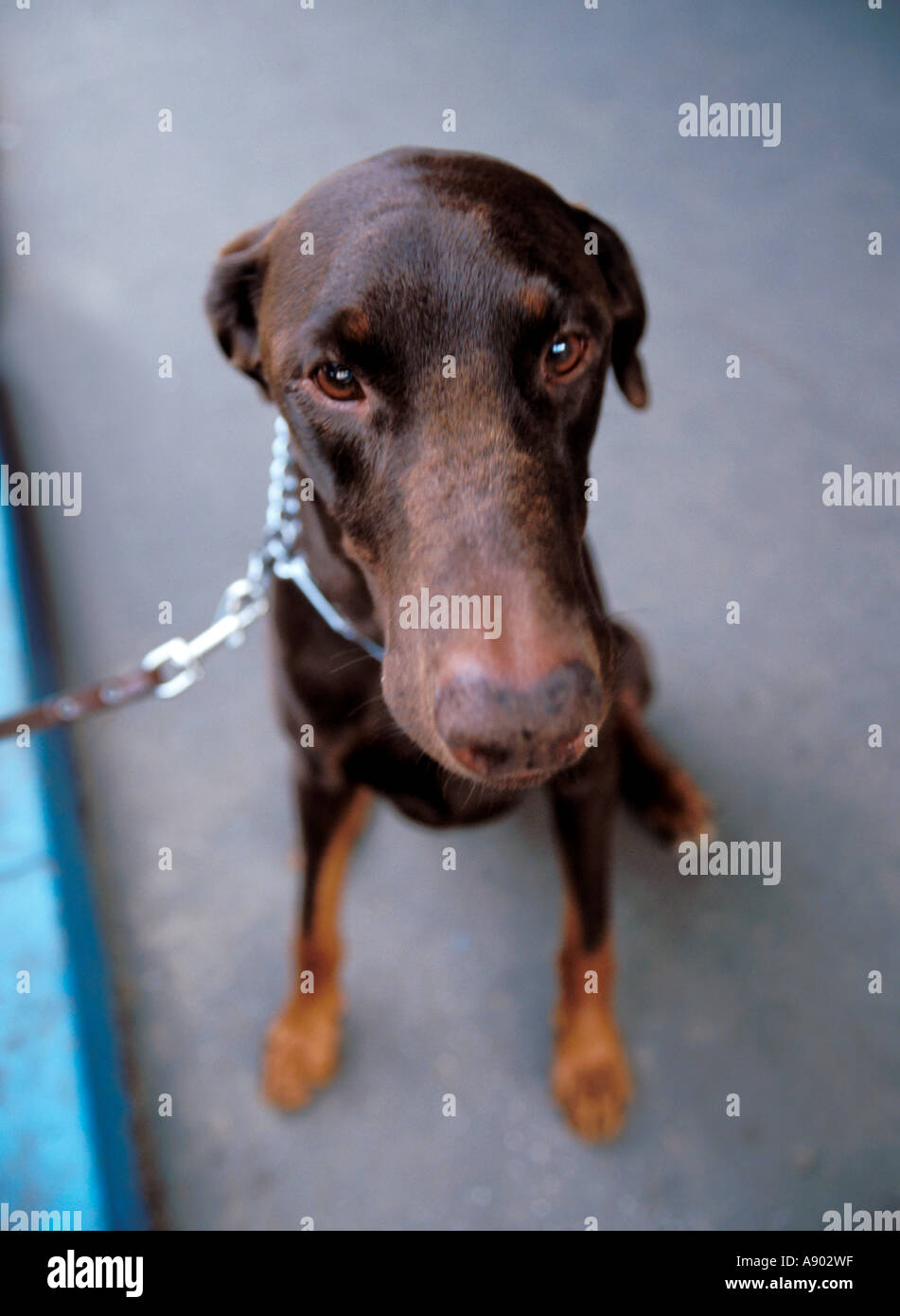 Dobermann dog sitting from top PR8403 Stock Photo