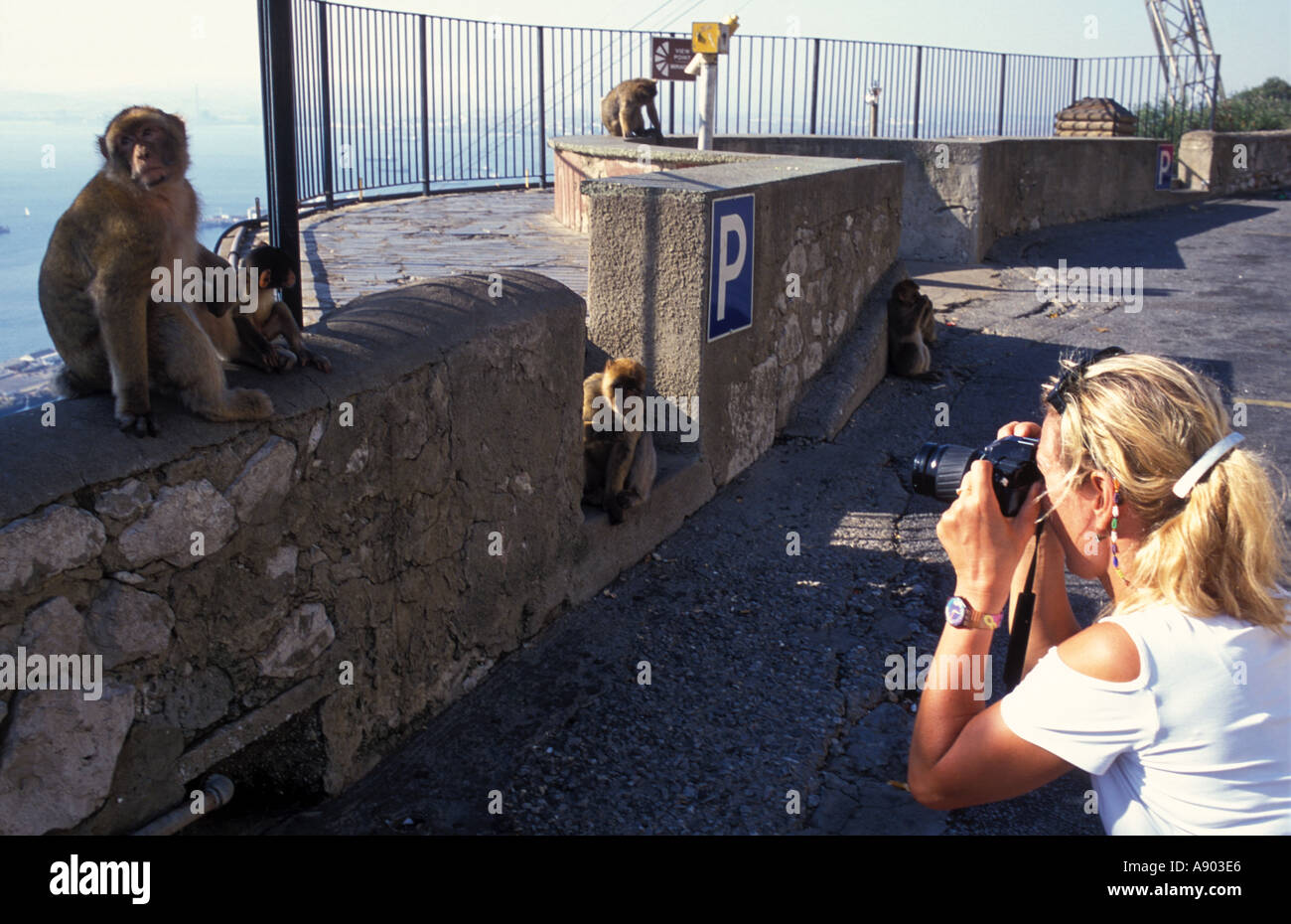 Tourist photographing Barbary Apes Gibraltar Tour de Andalucia Andalusia Tour Spain Stock Photo