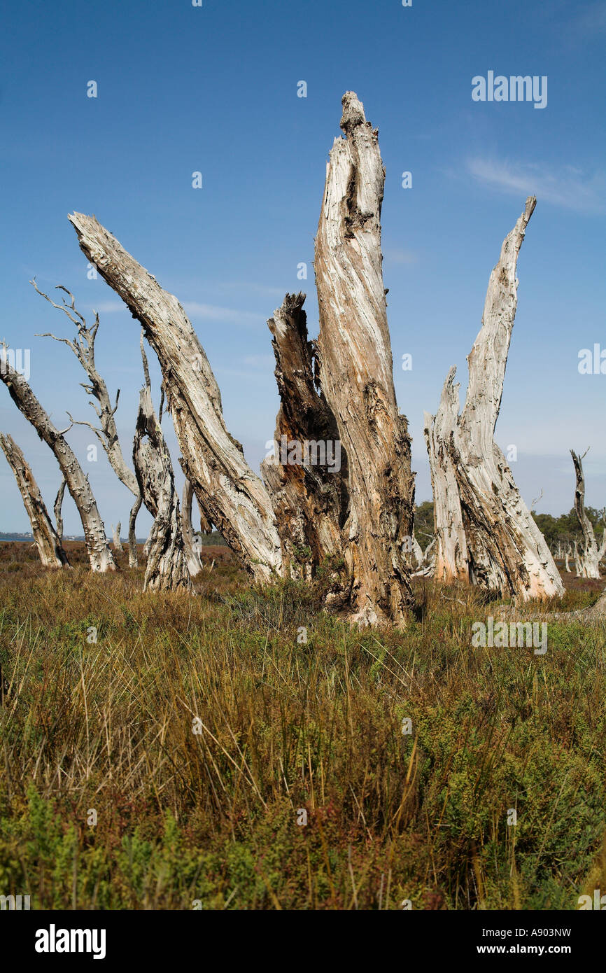 rotten stumps of Australian Melaleuca trees provide stark warning on global warming issues Stock Photo