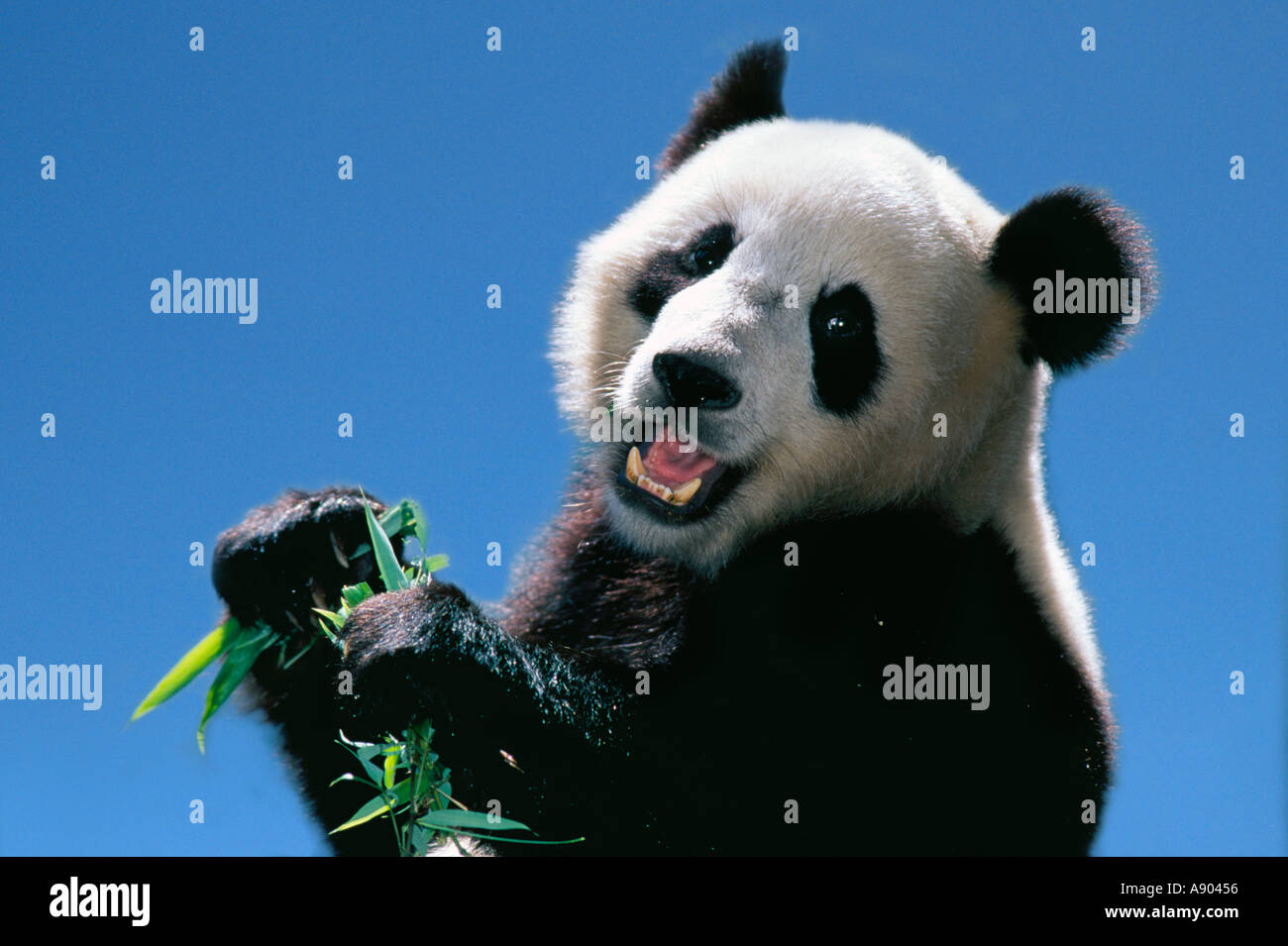 Giant Panda eating bamboo against blue sky Wolong Panda Reserve Sichuan Province China Stock Photo