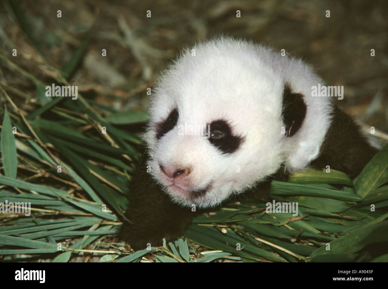 4 month old Giant Panda cub on the grass Wolong Panda Reserve Sichuan Province China Stock Photo