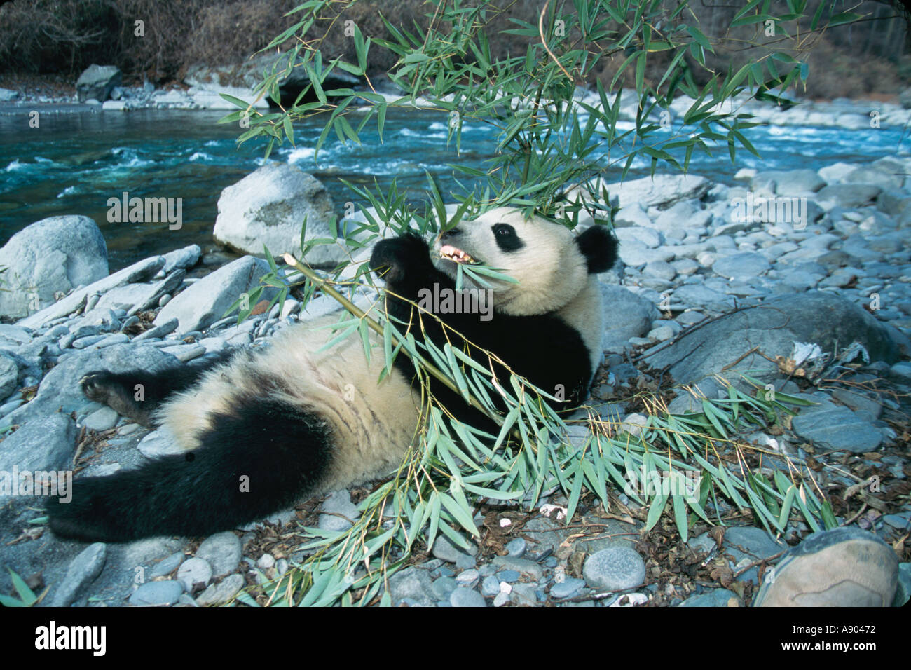 Giant Panda eats bamboo on rock by the river Wolong Panda Reserve