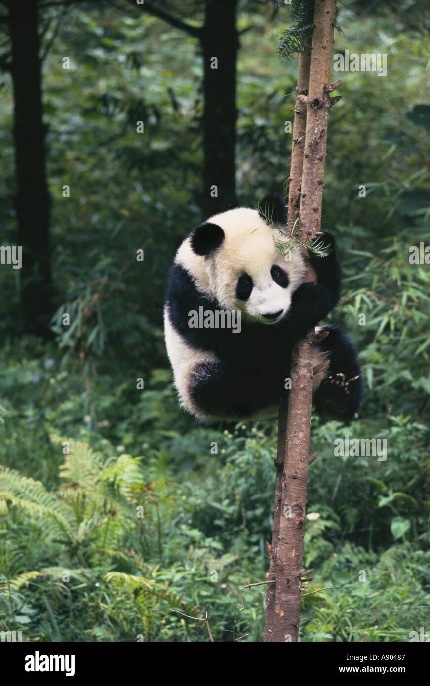 Giant Panda cub climbs the tree in the forest Wolong Panda Reserve ...