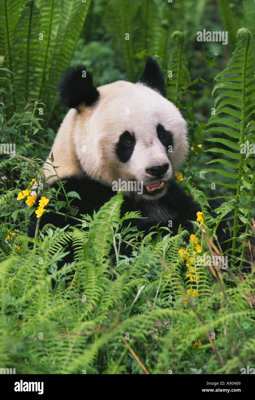 Giant Panda eating bamboo in the bush Wolong Panda Reserve Sichuan Province China Stock Photo