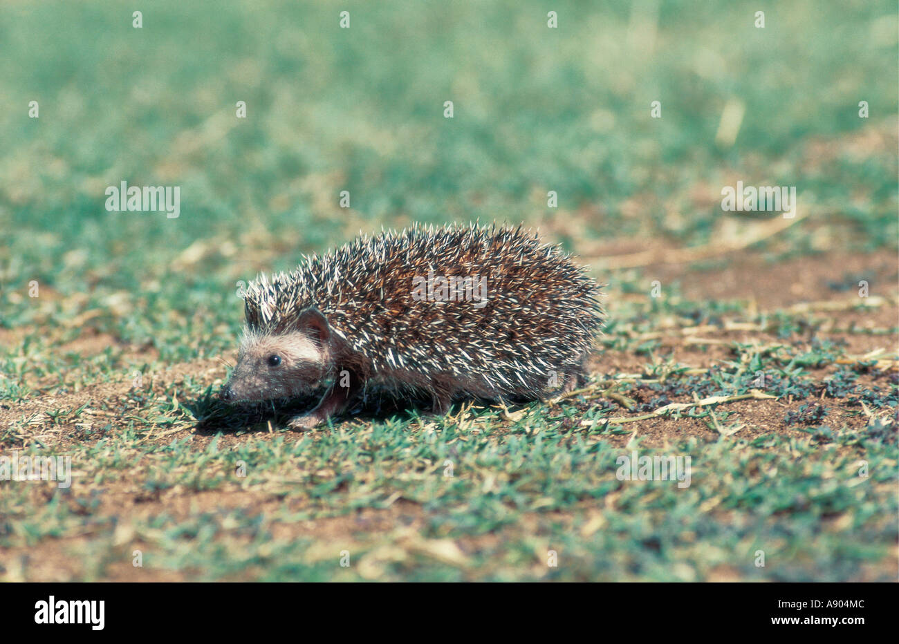 South African Hedgehog ATELERIX FRONTALIS Bulawayo Zimbabwe southern