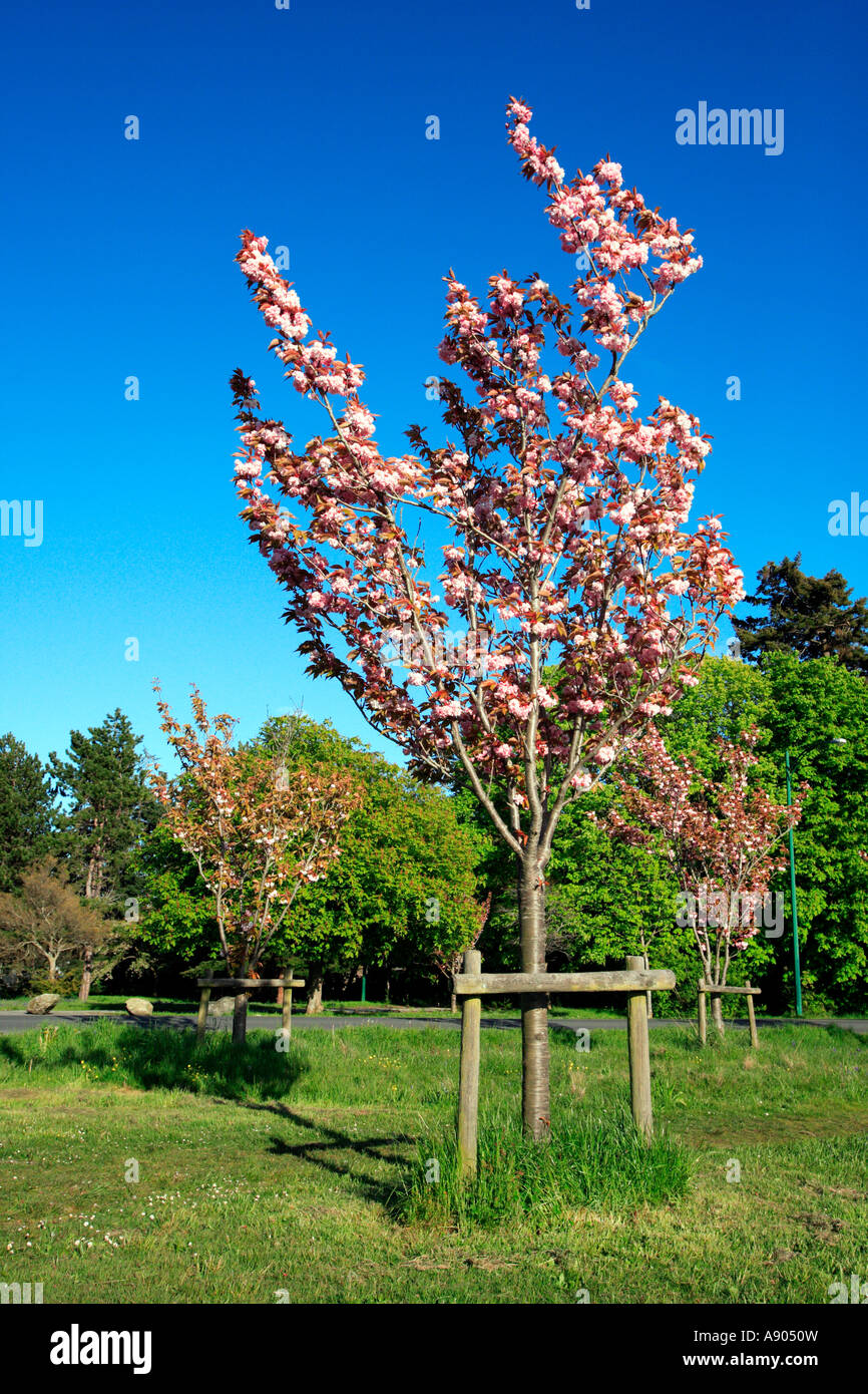 Flowering cherry tree in Beacon Hill Park in Victoria Stock Photo Alamy