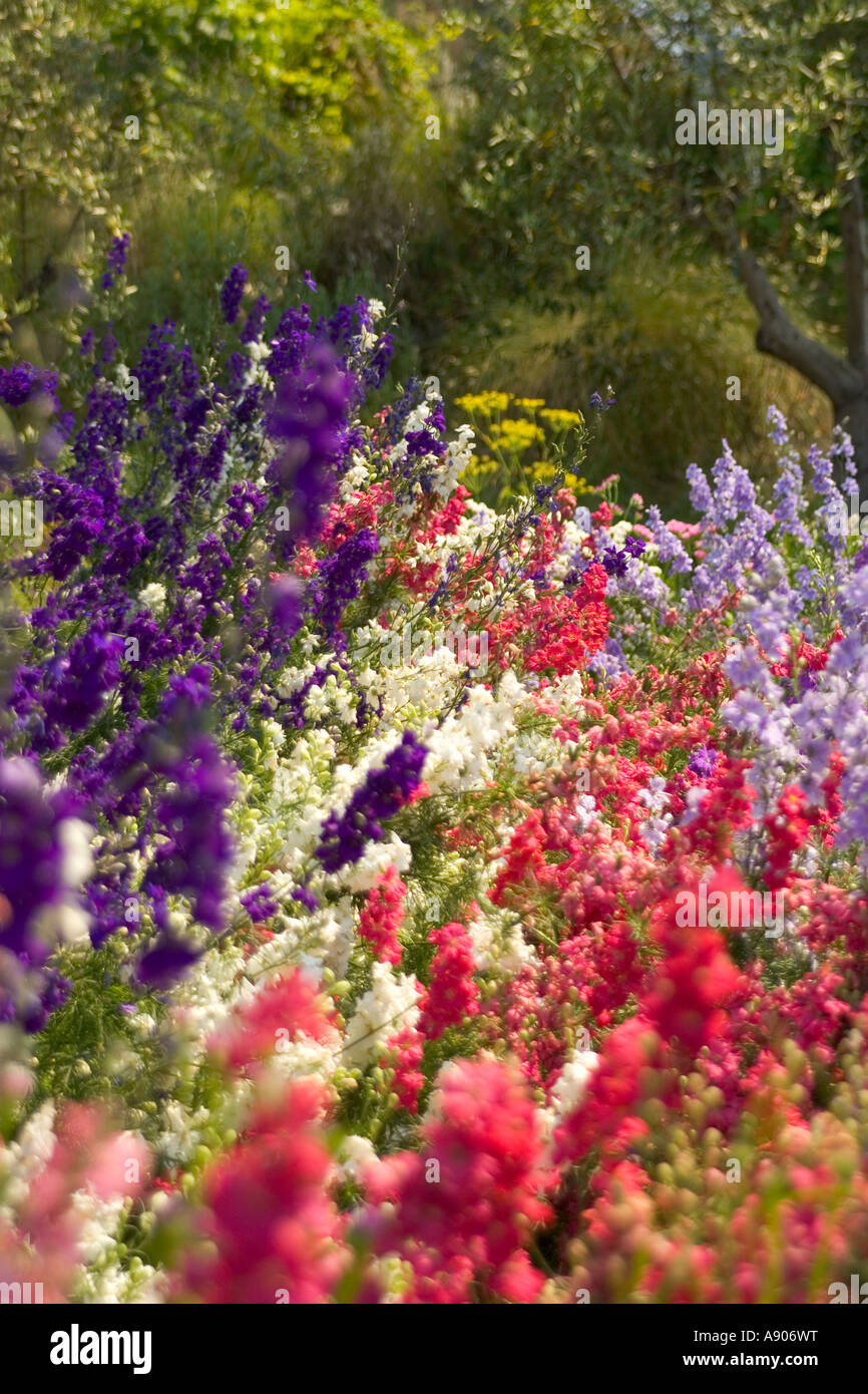 Summer colour flowers hi-res stock photography and images - Alamy
