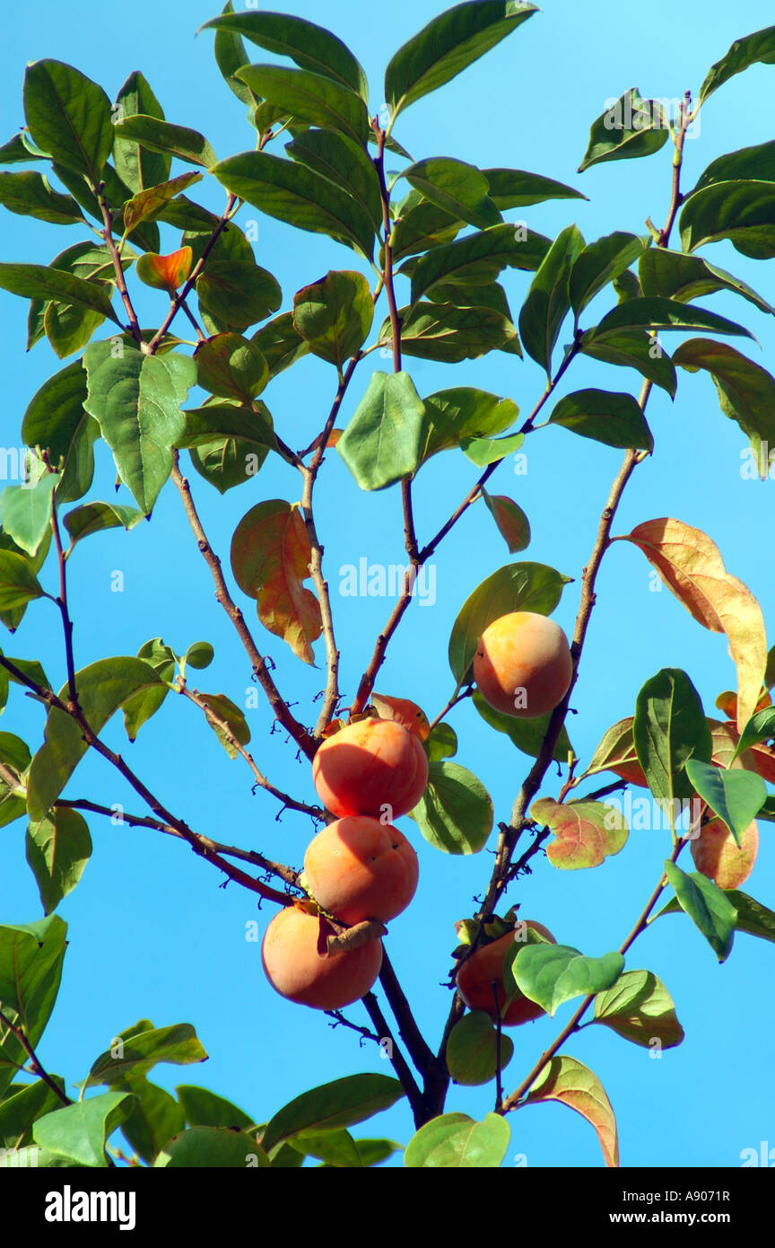 to bear fruit Stock Photo Alamy