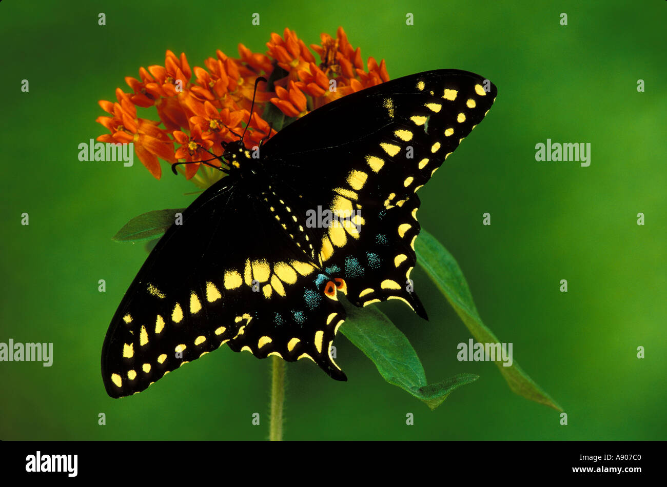 American Eastern Black Swallowtail Butterfly Stock Photo