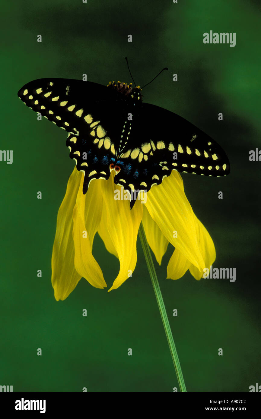 American Eastern Black Swallowtail butterfly  Stock Photo