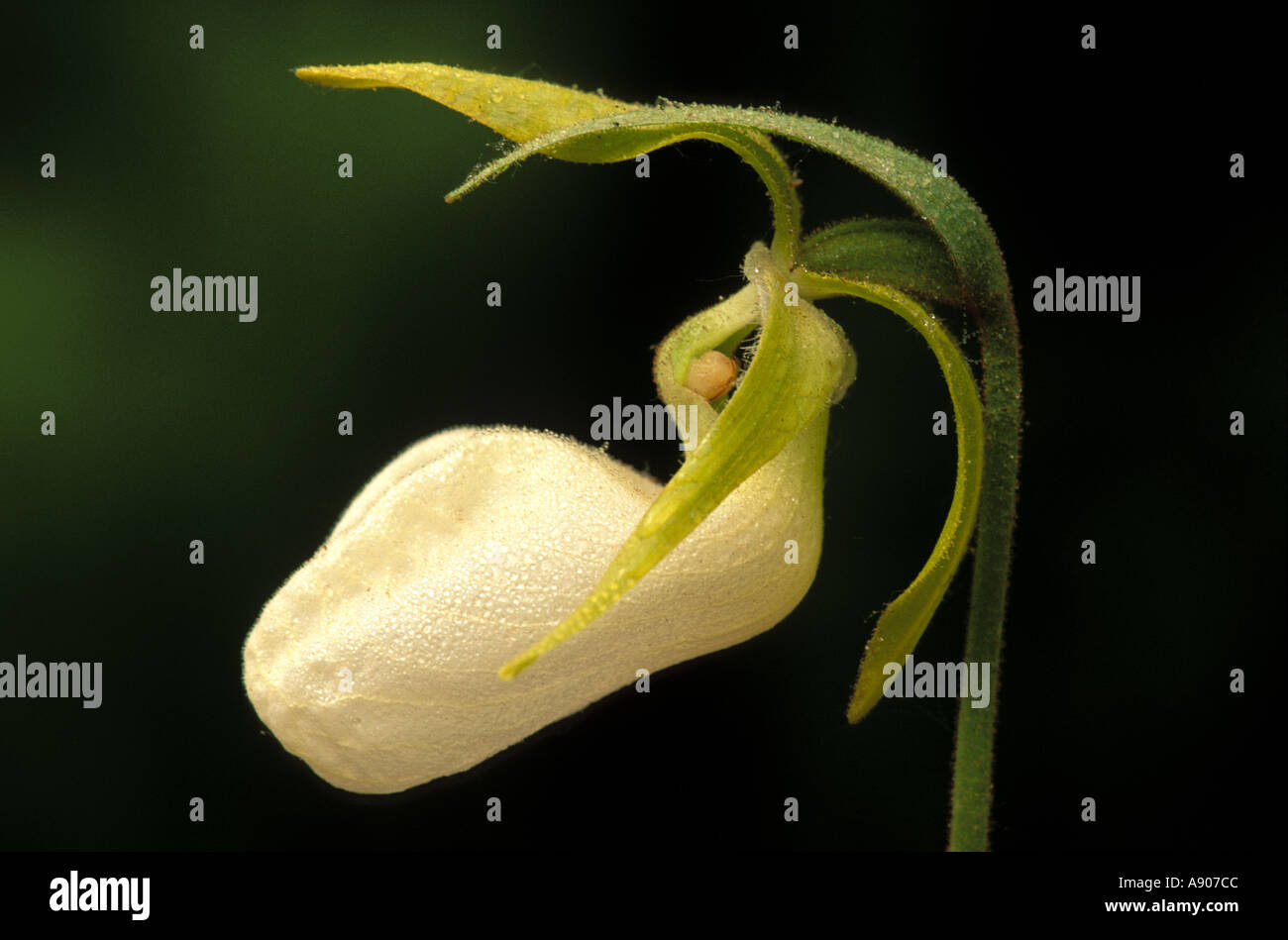 Small White Lady Slipper Cypripedium candidum Stock Photo