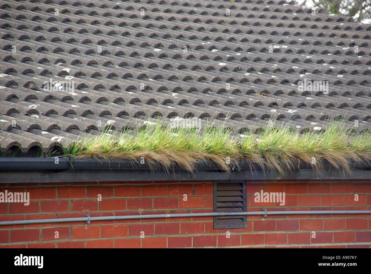 Grass growing from gutter on modern recently built occupied single