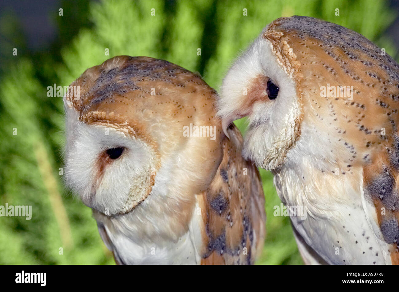 Barn Owl Chouette effraie Lechuza  Spain Stock Photo