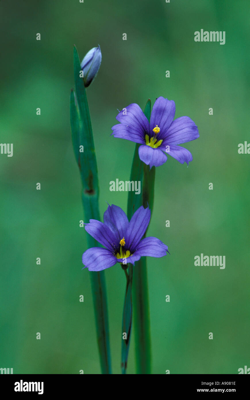 Pointed Blue Eyed Grass Sisyrinchium angustifolium Stock Photo