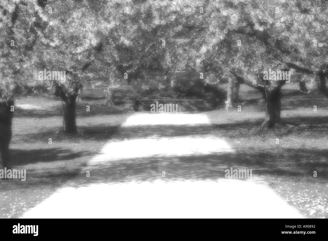 Sunny trees Black and White Stock Photos & Images - Alamy