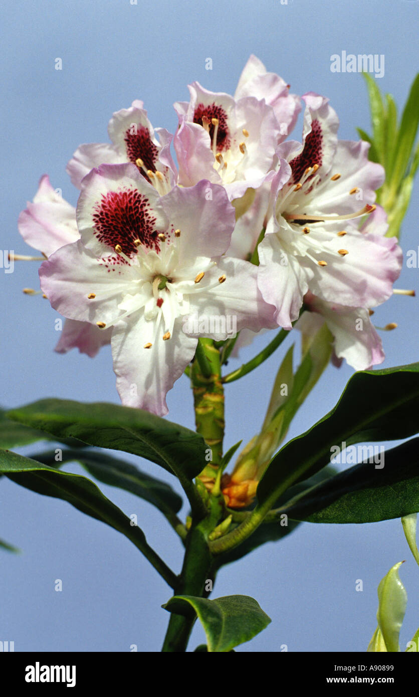 rhododendron sappho Stock Photo