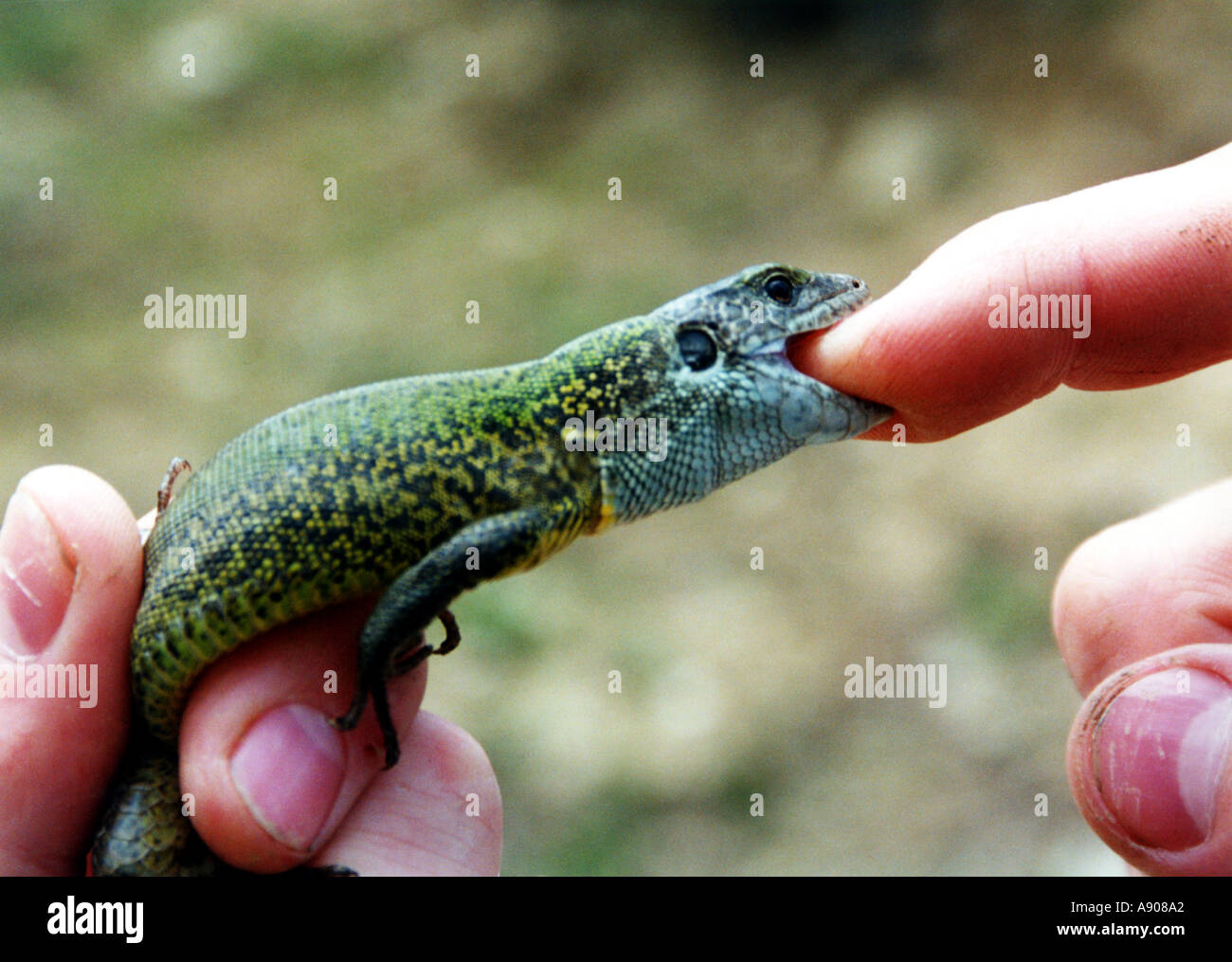 lizard bites man's finger Stock Photo