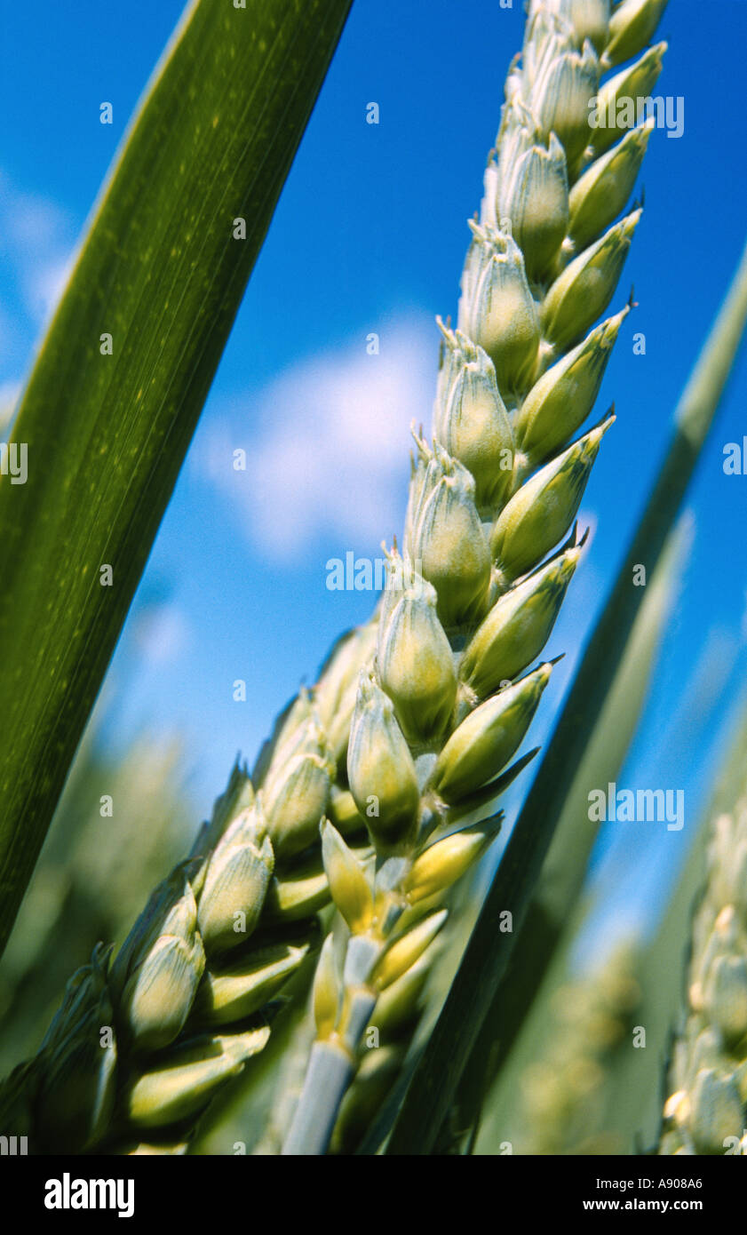 An ear of wheat in closeup Stock Photo