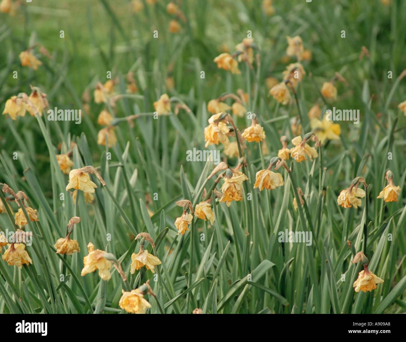 Daffodils wilting hires stock photography and images Alamy