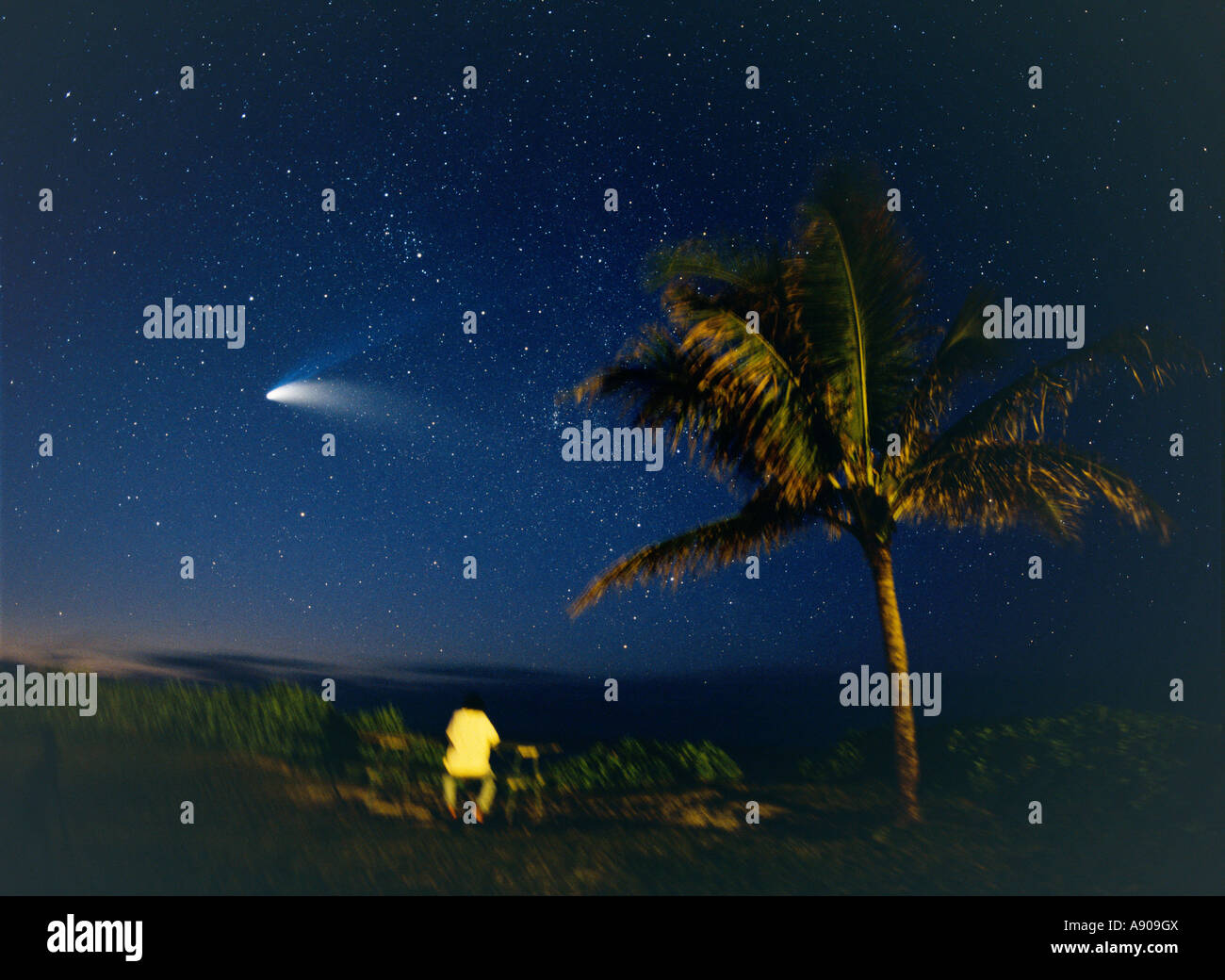 A person looking at Comet Hale-Bopp , with a palm tree in the foreground, North shore, Oahu, Hawaii Stock Photo
