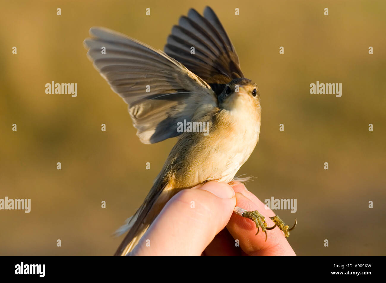 A newly caught and ringed bird ready for release Stock Photo