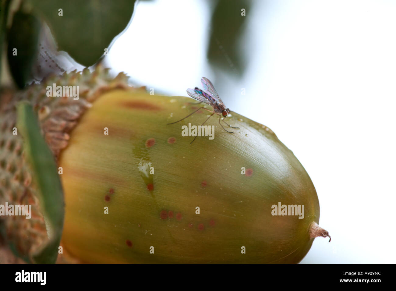 Quercus spp hi-res stock photography and images - Alamy