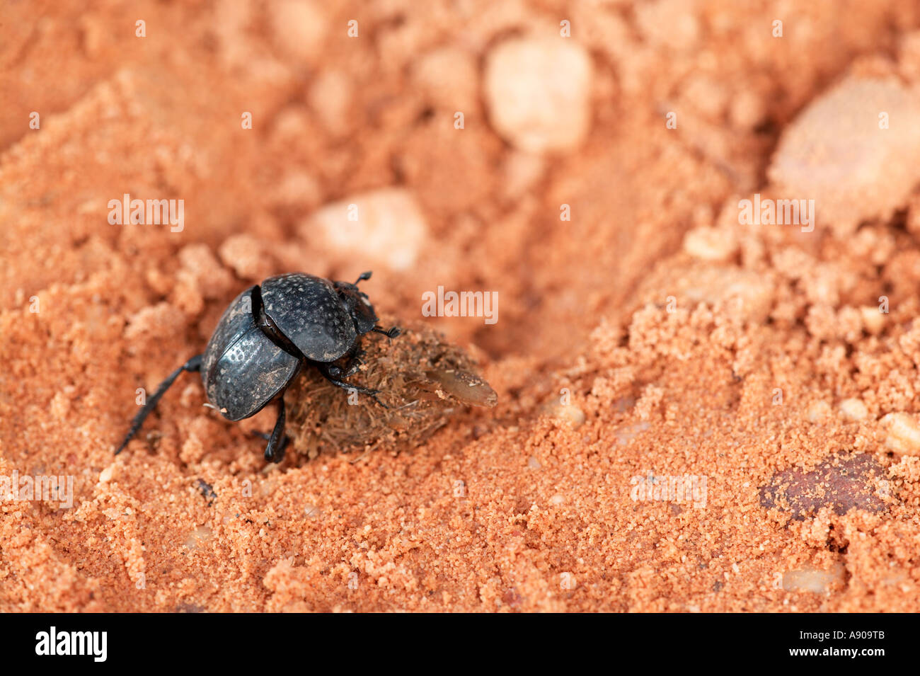 Scarabeus sppscarab dung beetle, Southern Spain, Doñana National Park