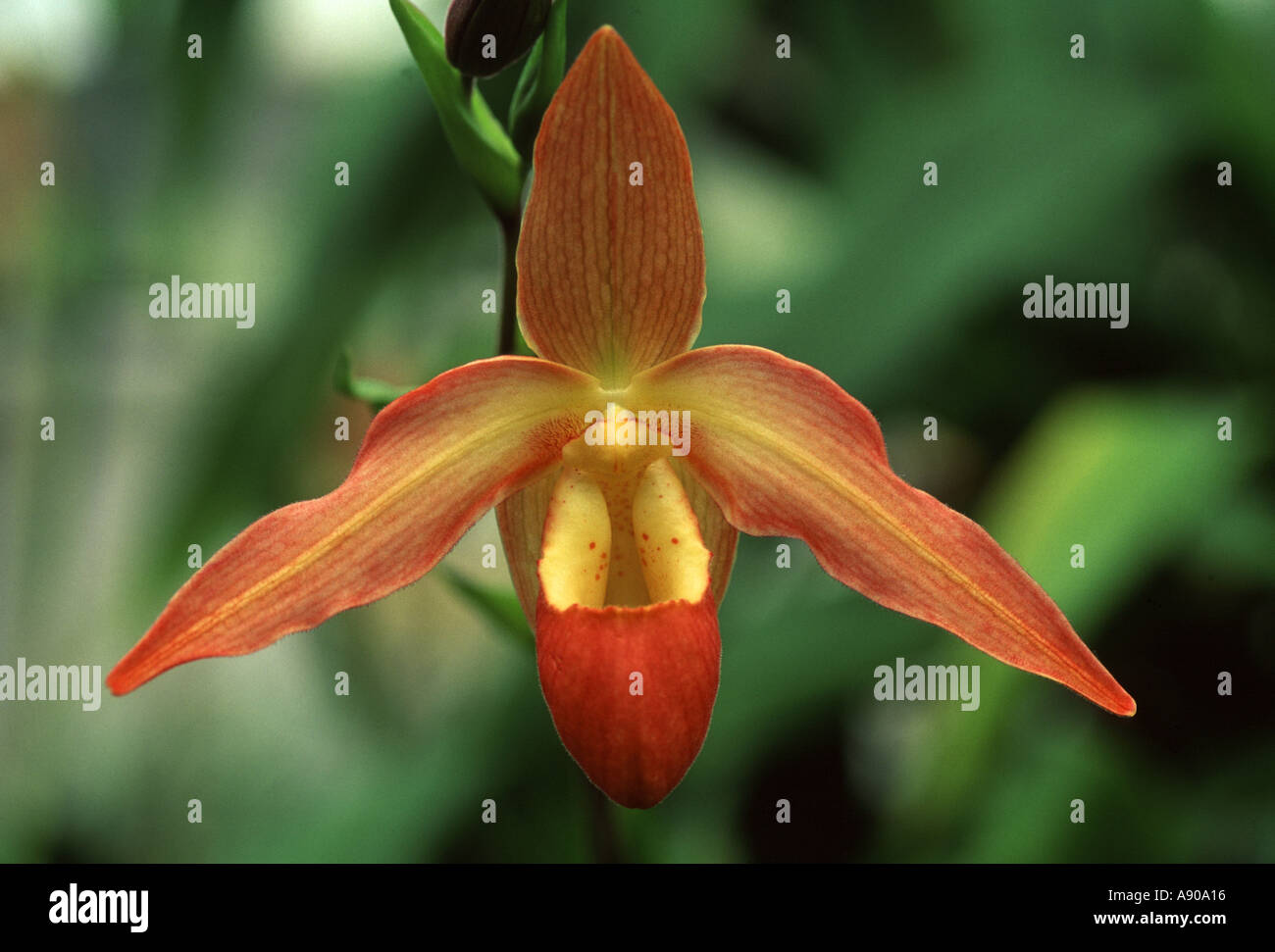 Orchid Eric Young Phragmipedium species Stock Photo