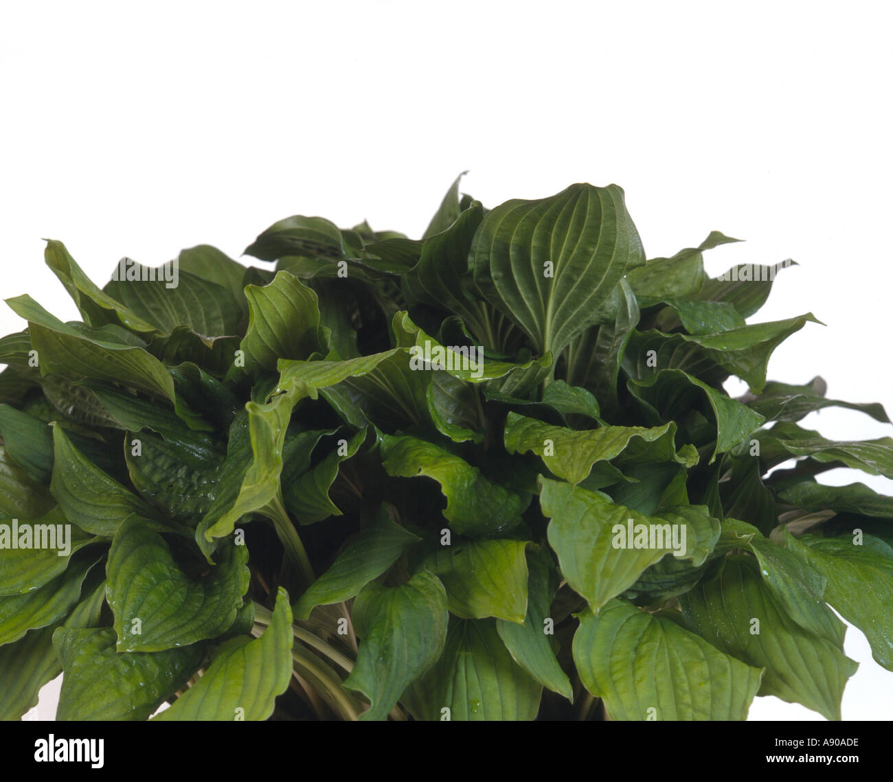 Hosta 05 Stock Photo