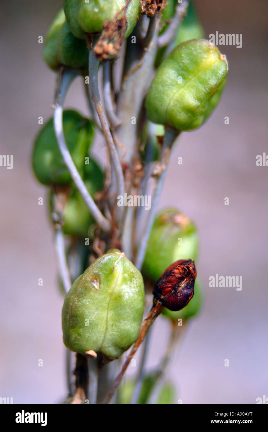 summer and seeds Stock Photo - Alamy