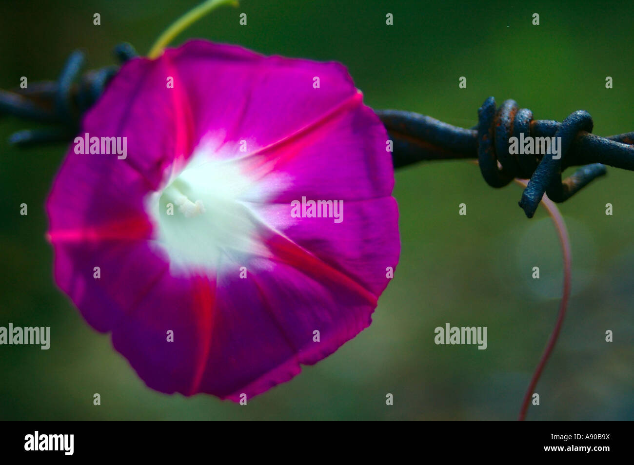 Climbing flower hi-res stock photography and images - Alamy