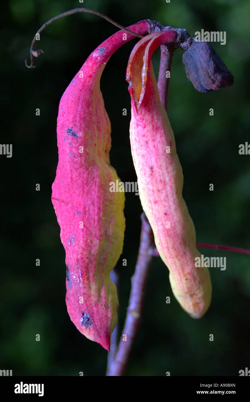 summer and seeds Stock Photo - Alamy