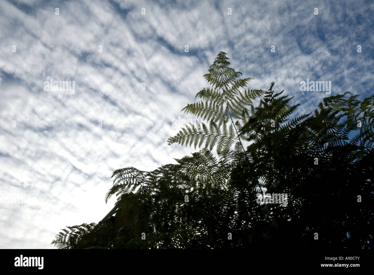 Bracken leaves in silhouette against white clouds and blue sky Stock Photo