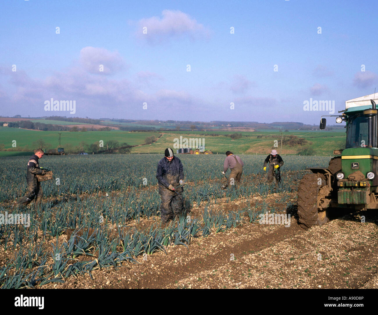 Migrant workers harvesting field of organically grown leeks on farm in  Lincolnshire Wolds England Stock Photo
