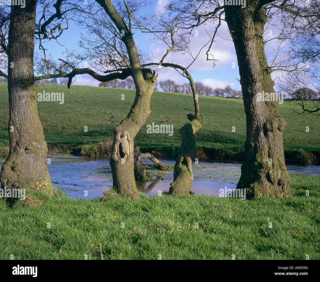 Knarled trunks Alder trees dress banks of River Bain in rural Lincolnshire Wolds countryside England Stock Photo