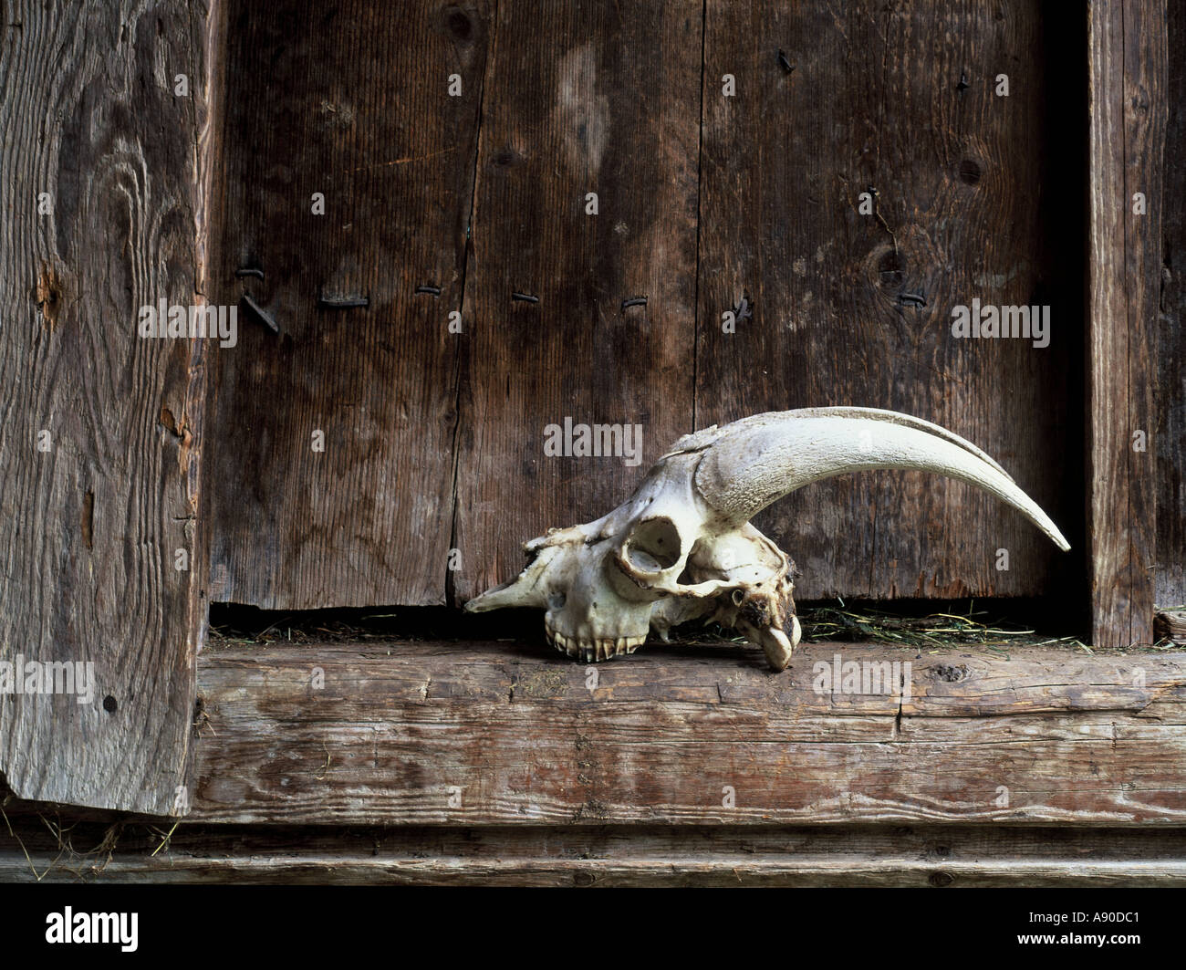 Goat s skull Stock Photo