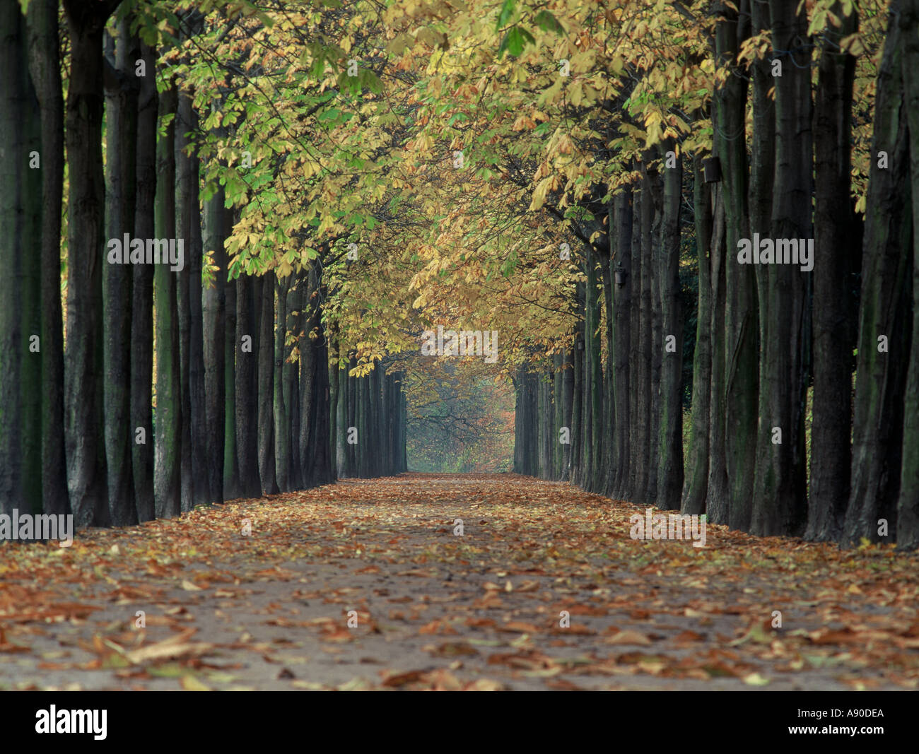 Avenue with chestnut trees in the palace grounds of Schwetzingen Germany Stock Photo