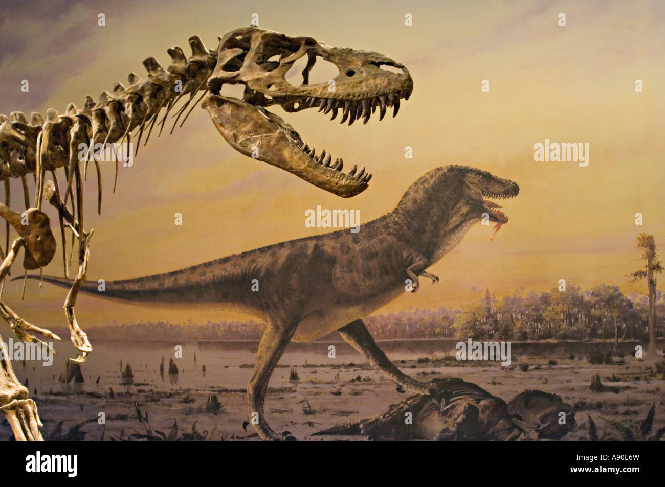 Albertosaurus dinosaur skeleton exhibit Stock Photo - Alamy