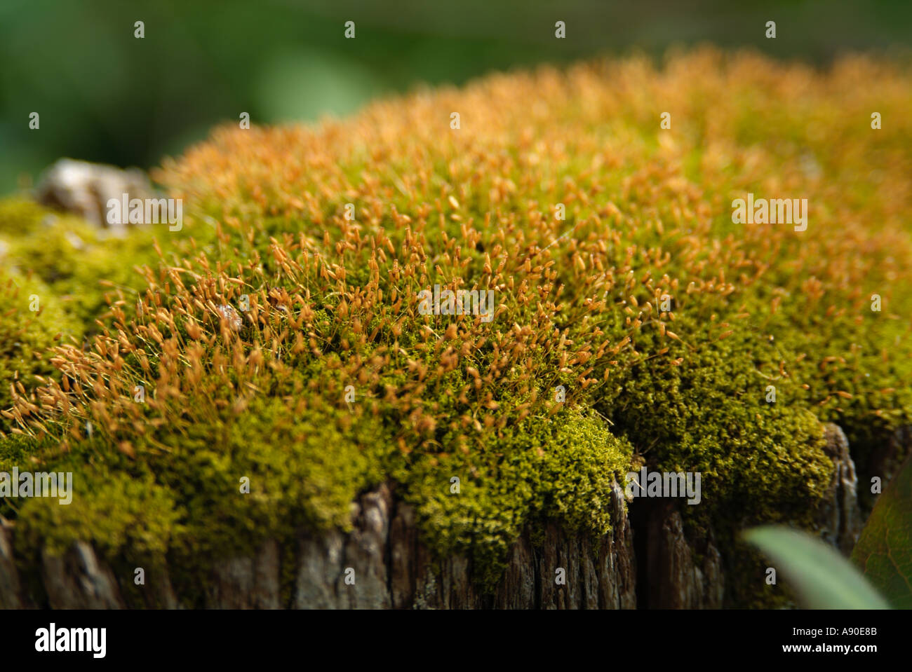 moss natural damp wet fungus fungi Stock Photo - Alamy