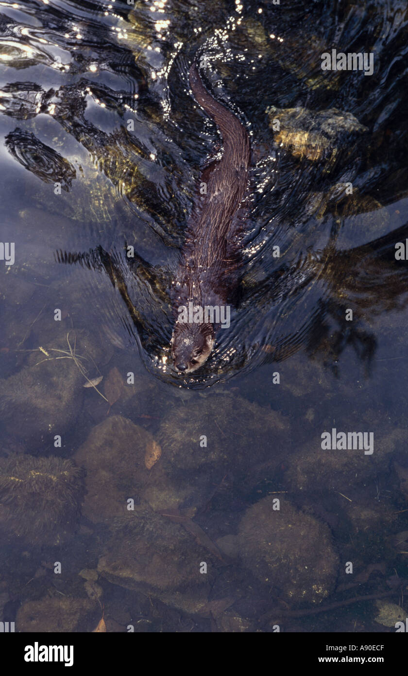 AMERICAN RIVER OTTER FLORIDA USA Stock Photo - Alamy