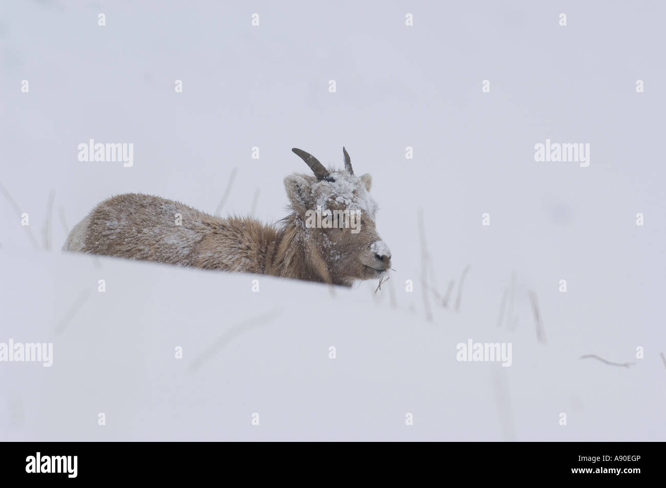 A female Bighorn Sheep in the snow Stock Photo