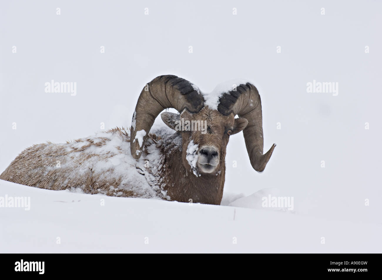 A Rocky Mountain Bighorn Sheep portrait. Stock Photo