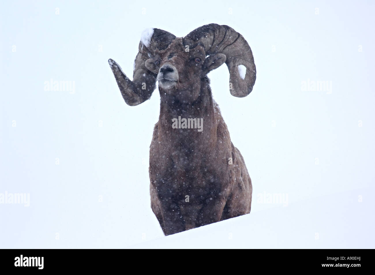 A Bighorn Sheep standing Stock Photo