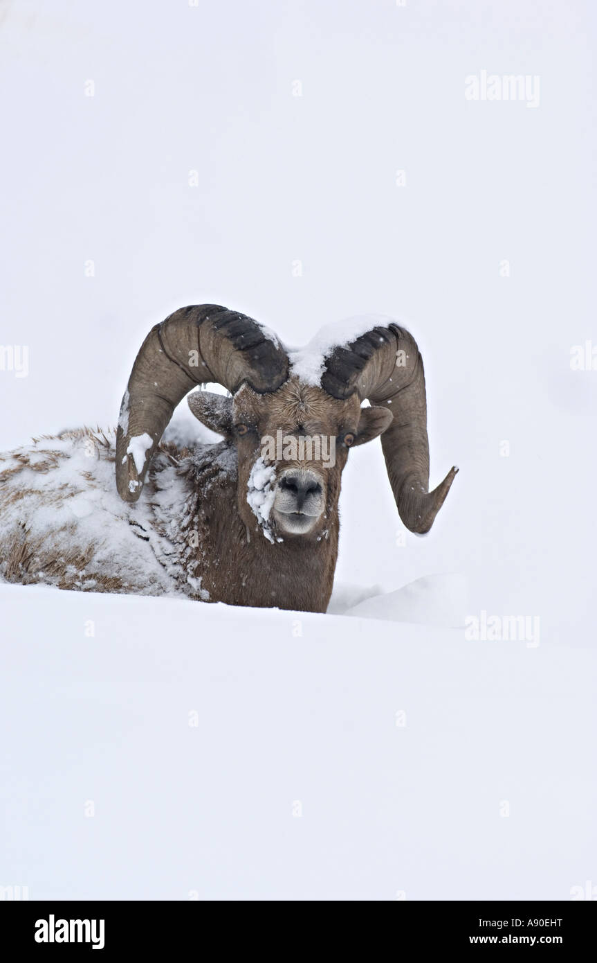 A Rocky Mountain Bighorn Sheep portrait. Stock Photo