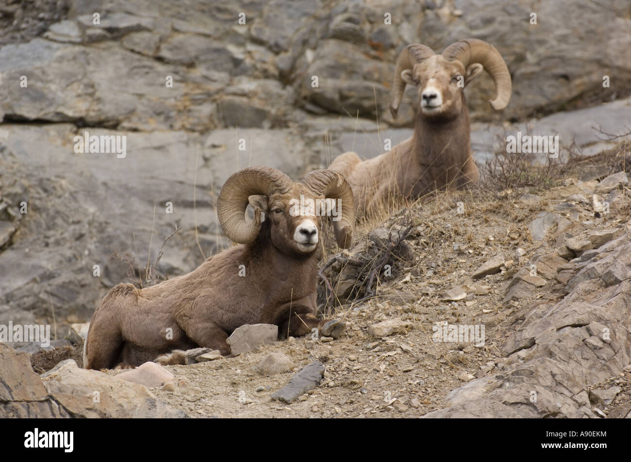 Two adult male Rocky Mountain Bighorn Sheep Stock Photo