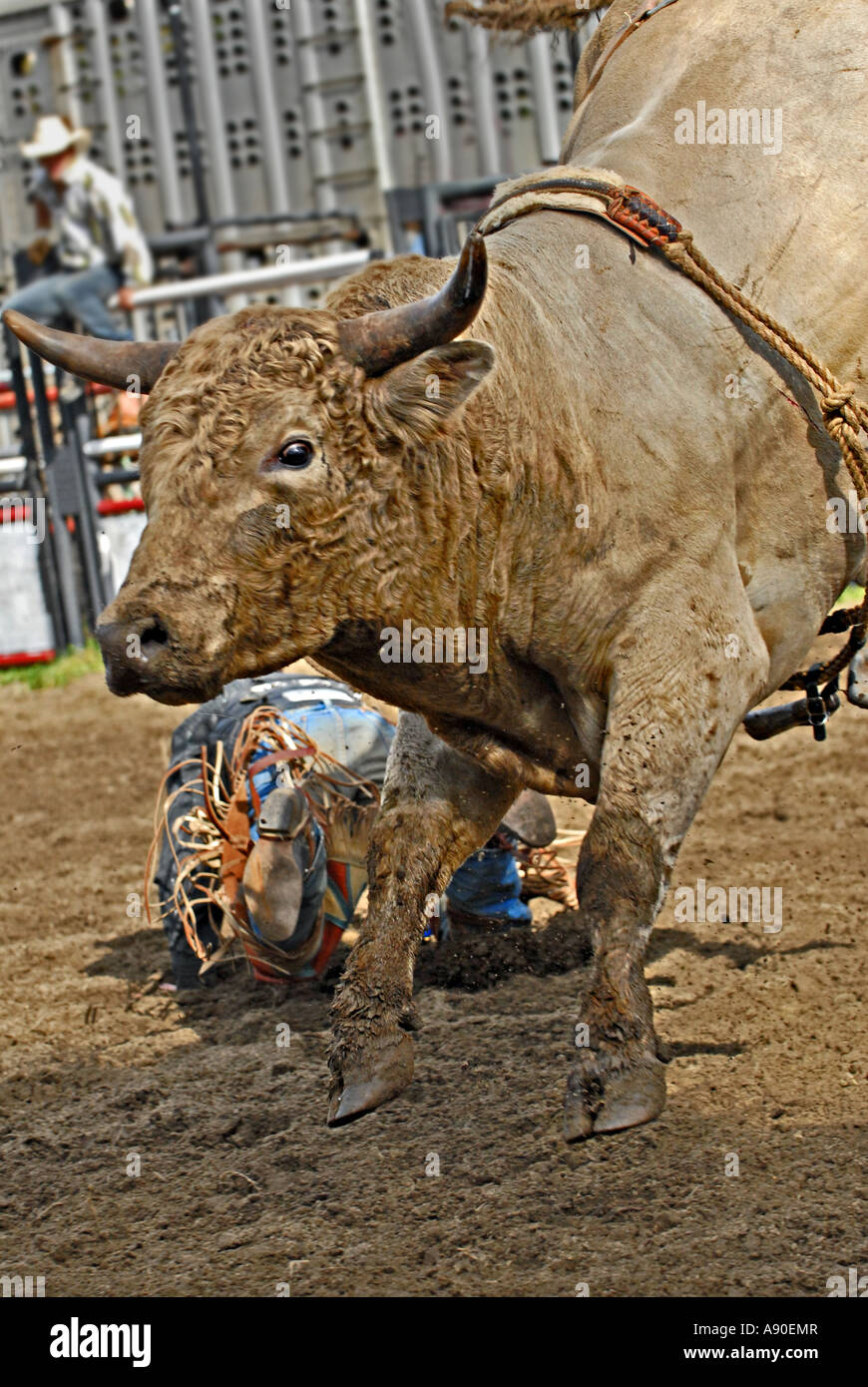 A close up of a Bucking Bull at a rodeo competition Stock Photo Alamy