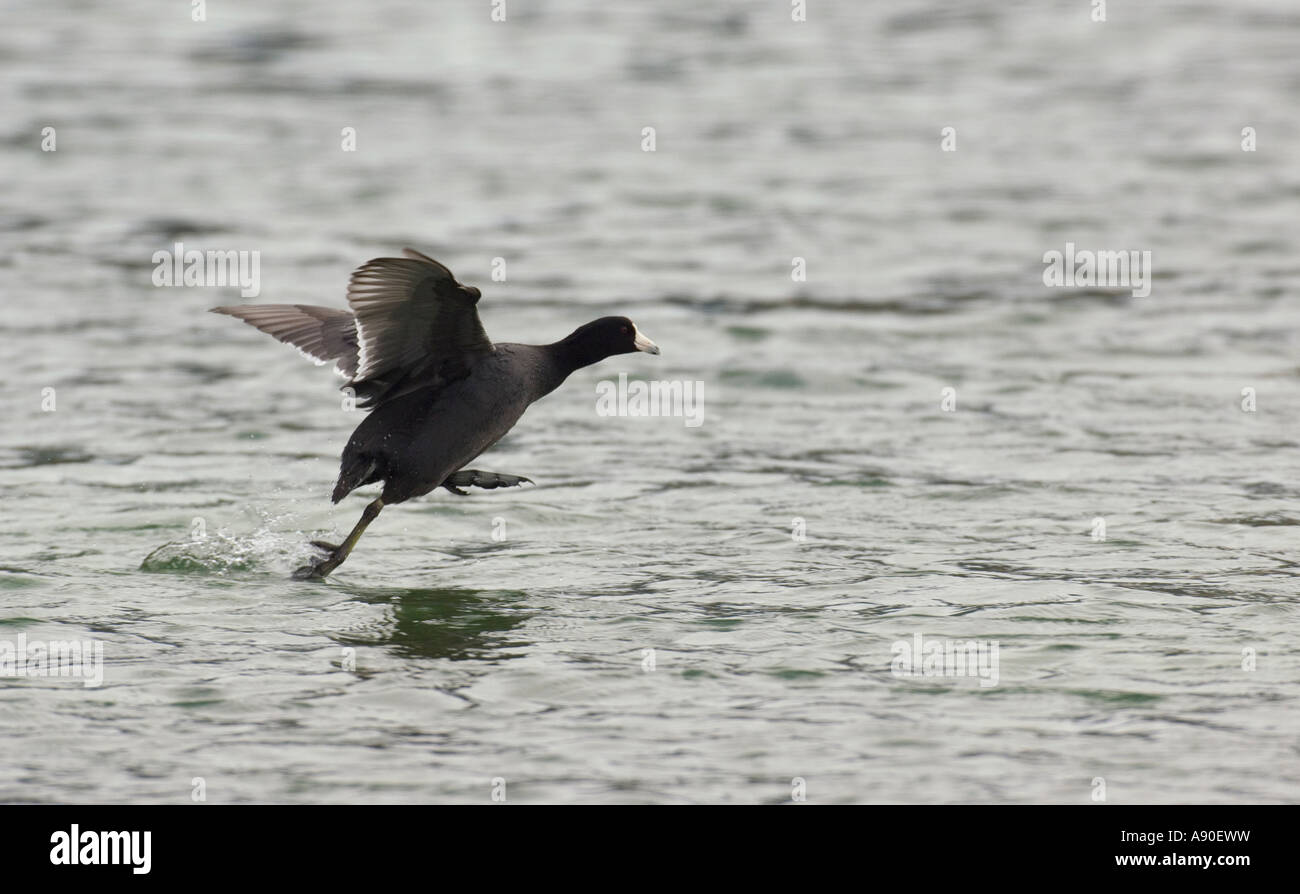 A single Coot Duck running on water Stock Photo Alamy