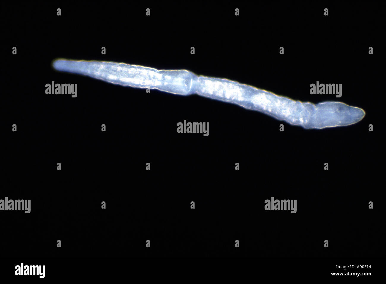 Light photomicrograph of free living flatworm Catenula lemnae  Stock Photo